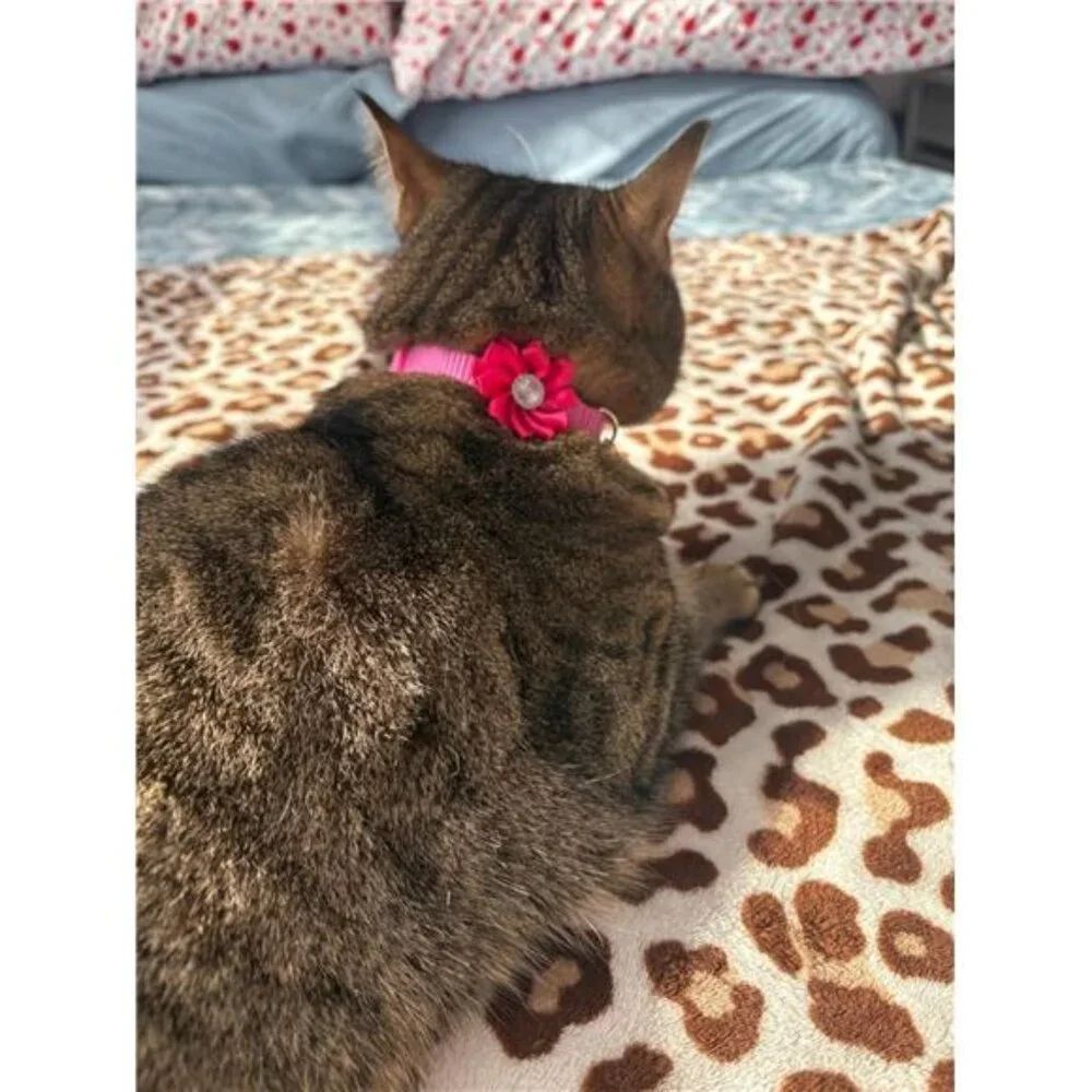 20PCS Cute Cat Collars Breakaway with Bell,